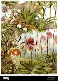 Attēlu rezultāti vaicājumam “Orchidaceae”