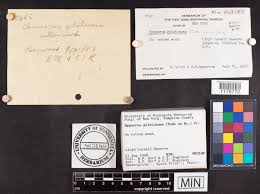 Attēlu rezultāti vaicājumam “Hypocrea gelatinosa”