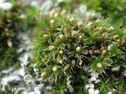 Attēlu rezultāti vaicājumam “Campylophyllum calcareum”