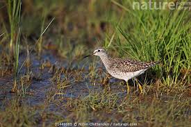 Attēlu rezultāti vaicājumam “Tringa glareola”