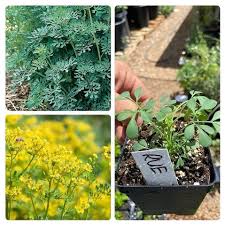 Image result for Ruta graveolens