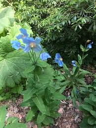 Image result for Meconopsis betonicifolia