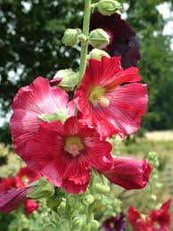 Image result for Stockrose