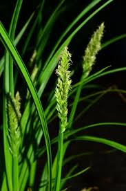 Attēlu rezultāti vaicājumam “Carex loliacea fruit”