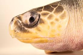 Image result for Lepidochelys olivacea