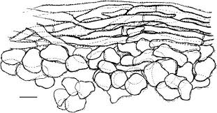 Attēlu rezultāti vaicājumam “Ionomidotis irregularis”