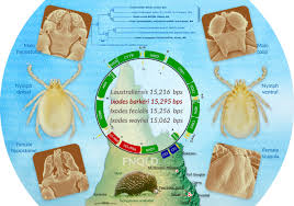 Attēlu rezultāti vaicājumam “Ixodes female”