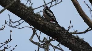Attēlu rezultāti vaicājumam “Dendrocopos medius adult”