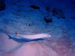 Image result for Malacanthus plumieri