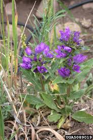 Attēlu rezultāti vaicājumam “Campanula glomerata”