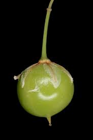 Attēlu rezultāti vaicājumam “Asparagus officinalis fruit”