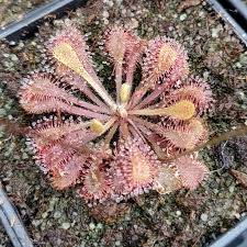 Attēlu rezultāti vaicājumam “Drosera x obovata leaf”