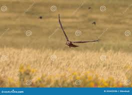 Attēlu rezultāti vaicājumam “Circus aeruginosus adult”