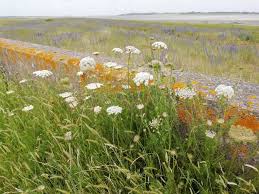 Attēlu rezultāti vaicājumam “Daucus carota subsp. carota flower”