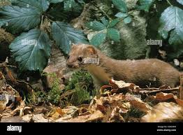 Attēlu rezultāti vaicājumam “Mustela nivalis adult”