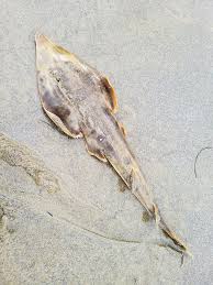 Image result for Rhinobatos rhinobatos