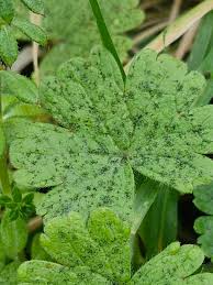 Attēlu rezultāti vaicājumam “Geranium molle leaf”