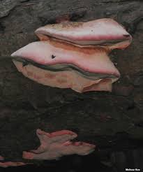 Attēlu rezultāti vaicājumam “Fomitopsis rosea”