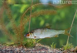 Image result for Rutilus rutilus