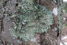 Attēlu rezultāti vaicājumam “Parmelia serrana”