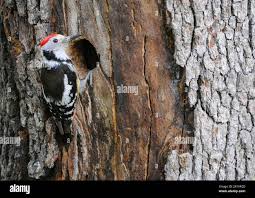 Attēlu rezultāti vaicājumam “Dendrocopos medius adult”