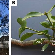 Attēlu rezultāti vaicājumam “Viscum album leaf”