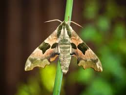 Attēlu rezultāti vaicājumam “Mimas tiliae”