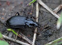 Attēlu rezultāti vaicājumam “Limodromus assimilis”