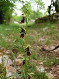 Attēlu rezultāti vaicājumam “Ophrys insectifera flower”