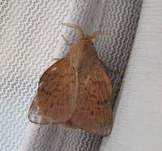 Attēlu rezultāti vaicājumam “Lasiocampidae”