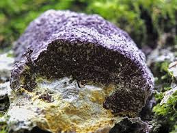 Attēlu rezultāti vaicājumam “Nectriopsis violacea”