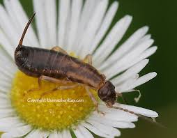 Attēlu rezultāti vaicājumam “Forficula auricularia”