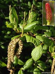 Attēlu rezultāti vaicājumam “Alnus incana female flower”