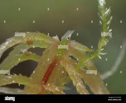 Attēlu rezultāti vaicājumam “Sphagnum teres”