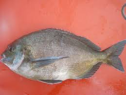 Image result for Pachymetopon grande