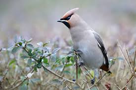 Attēlu rezultāti vaicājumam “Bombycilla garrulus adult”