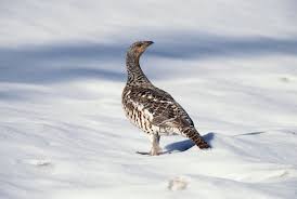 Attēlu rezultāti vaicājumam “Tetrao urogallus”