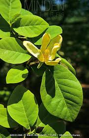 Attēlu rezultāti vaicājumam “Magnolia acuminata flower”