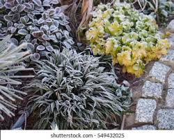 Attēlu rezultāti vaicājumam “Luzula pilosa flower”