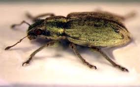 Attēlu rezultāti vaicājumam “Sitona sp.”