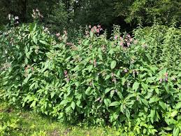 Image result for Impatiens glandulifera