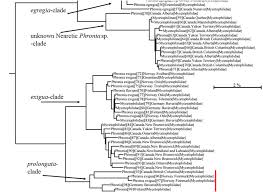 Attēlu rezultāti vaicājumam “Phronia sp.”