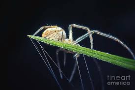 Attēlu rezultāti vaicājumam “Linyphiidae”