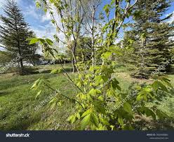 Attēlu rezultāti vaicājumam “Acer negundo female flower”