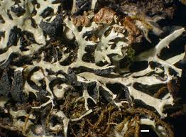 Attēlu rezultāti vaicājumam “Hypogymnia vittata”