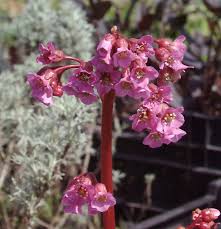 Image result for Bergenie