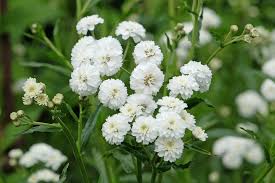 Image result for Achillea Ptarmica