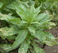 Image result for Oenothera biennis