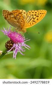 Attēlu rezultāti vaicājumam “Argynnis laodice underside”