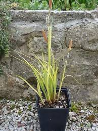 Attēlu rezultāti vaicājumam “Carex elata flower”